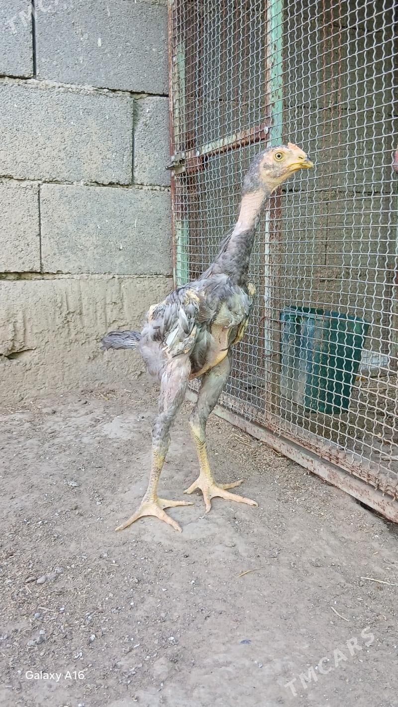 HORAZ - Aşgabat - img 1