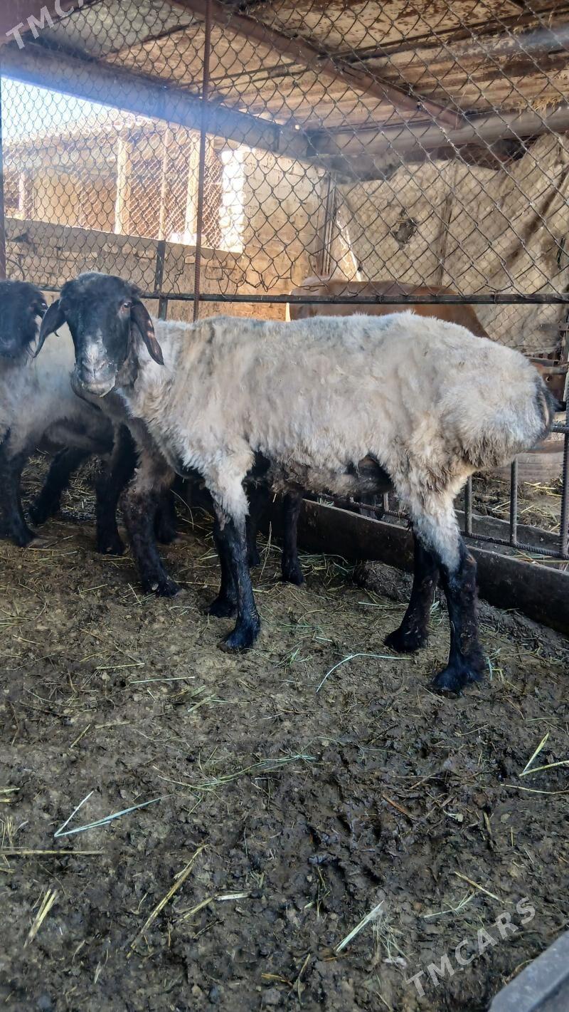 goyun - Анев - img 1