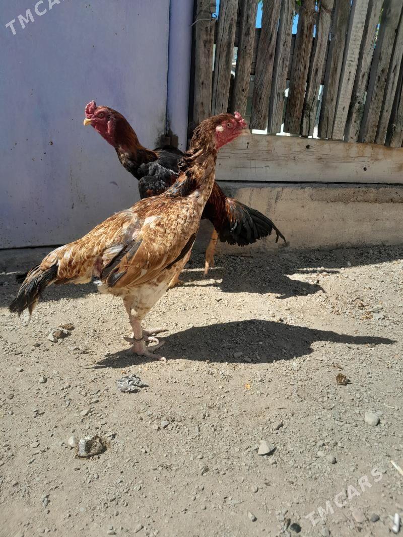 baysobysgy - Балканабат - img 1