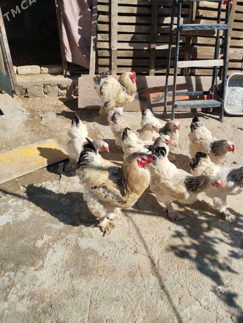 BYRAMA TOWUK HORAZ - Aşgabat - img 1