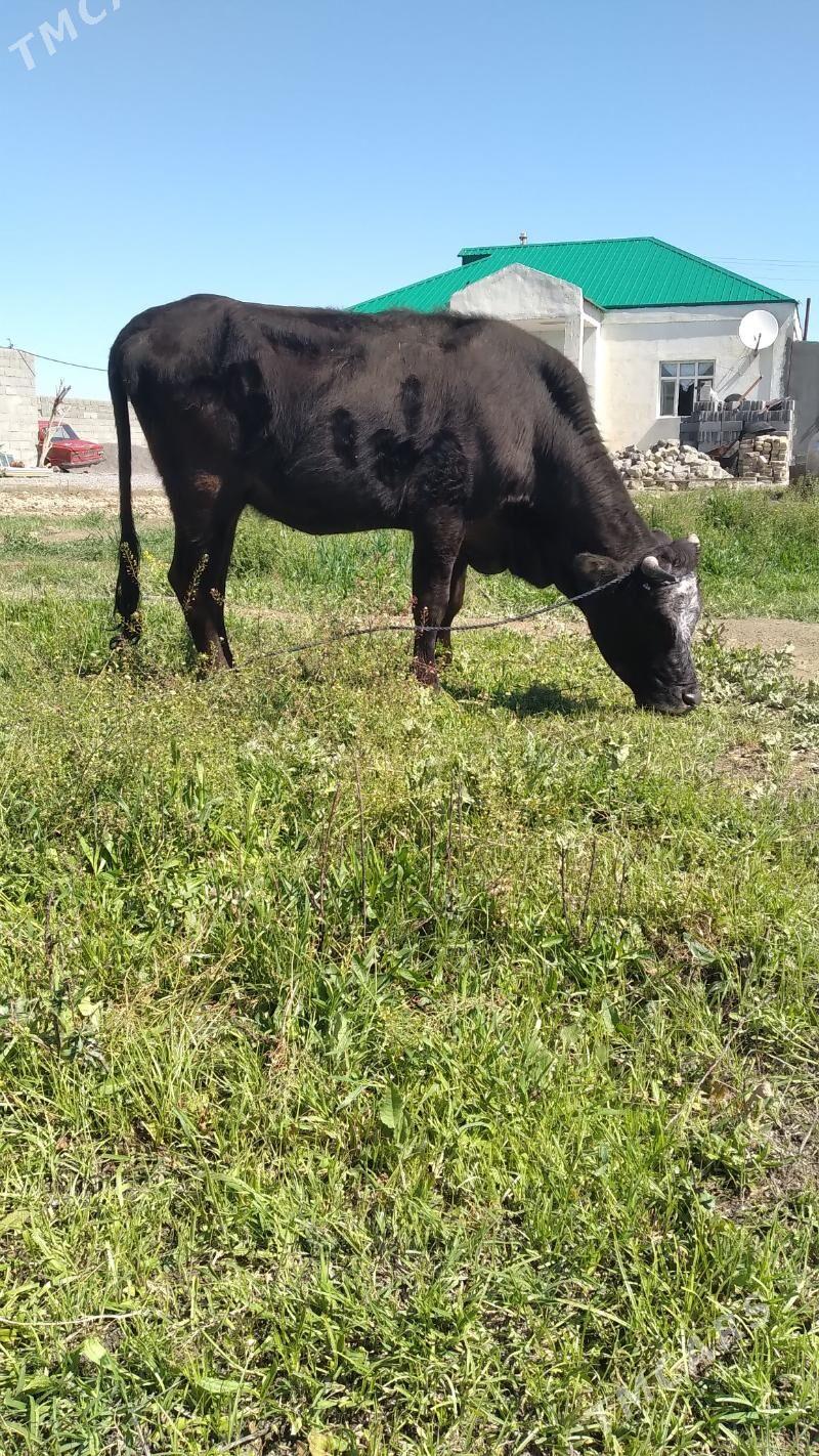 tüwe - Бахарден - img 1