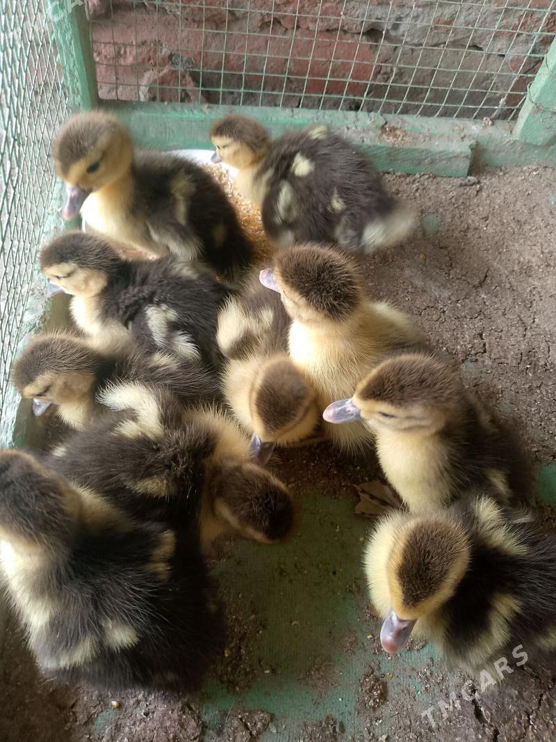 muskus - Сакар - img 1