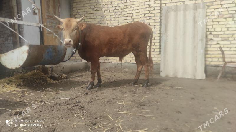 iki ökuz - Türkmenabat - img 1