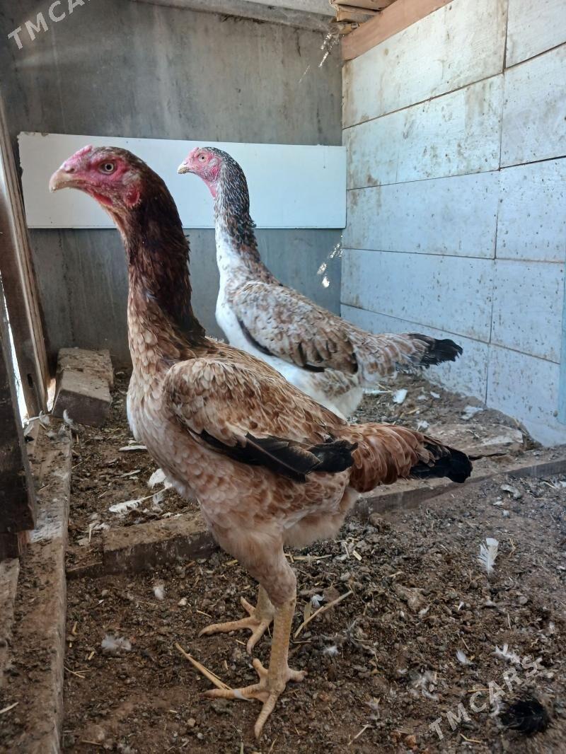 towuk - Aşgabat - img 1