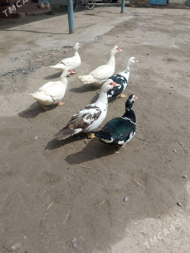 muskus - Sakar - img 1