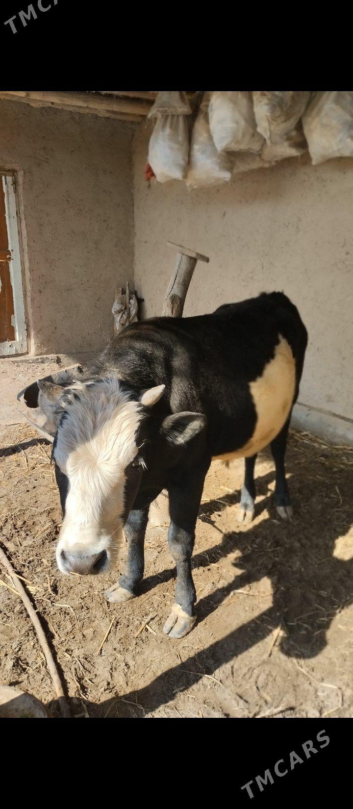 Okiz - Губадаг - img 1