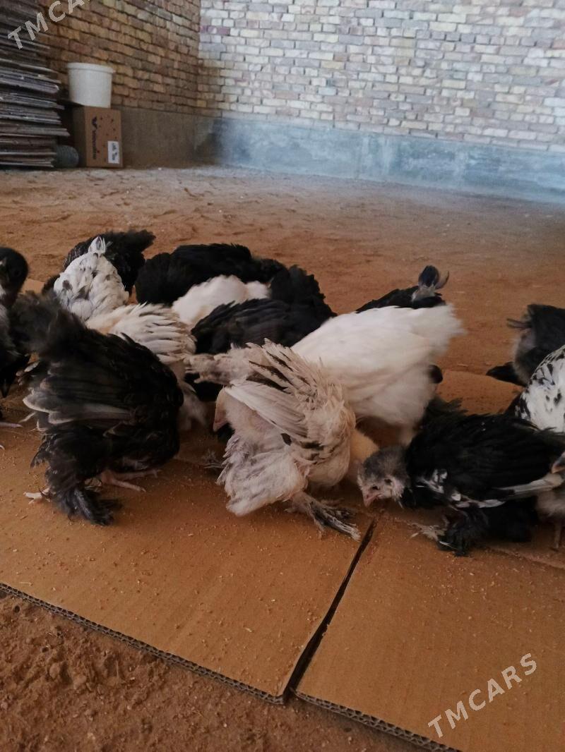 brama - Mary - img 1