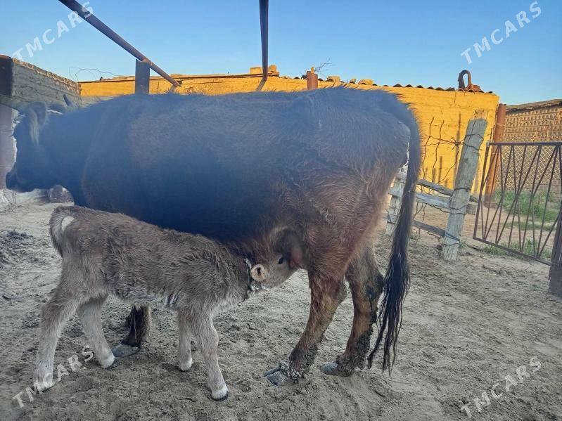 sygyr - Esenguly - img 1