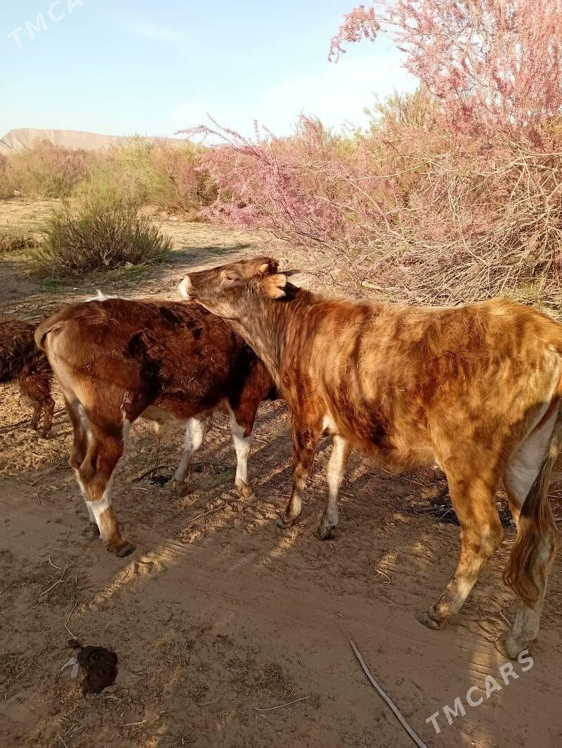 gacar - Türkmenbaşy - img 1