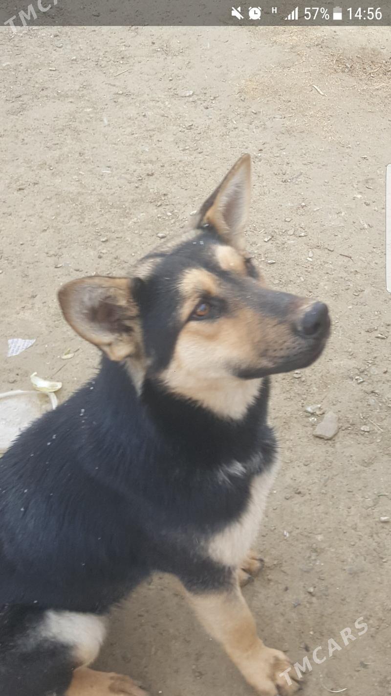 awçarka - Бахарден - img 1