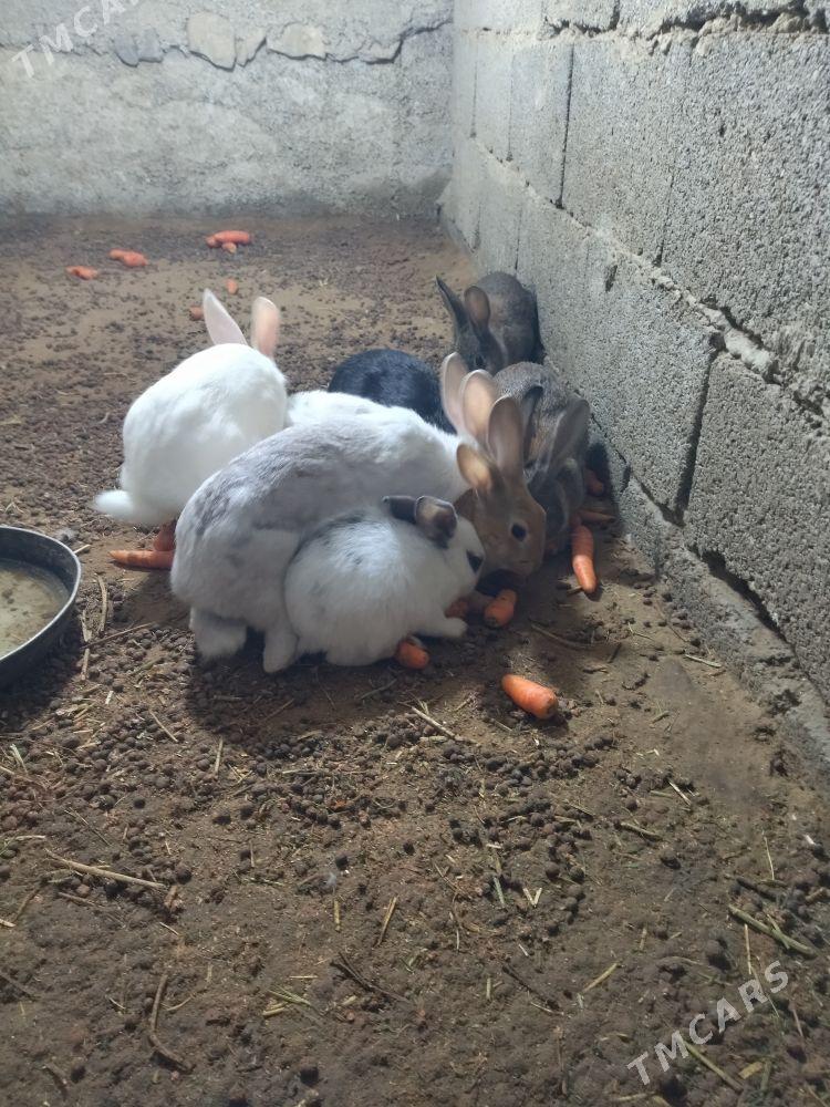 towşan - Gökdepe - img 1