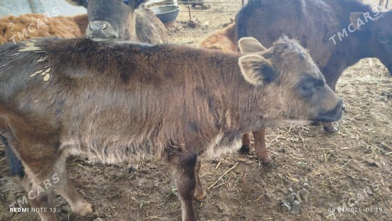 gøler - Векильбазар - img 1