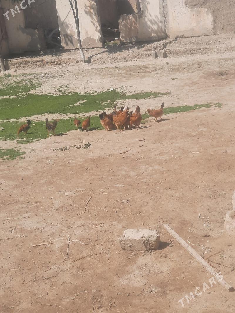 3aylykdan gecen elinjek jujele - Этрек - img 1