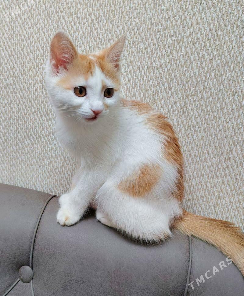 Кошка - Türkmenabat - img 1