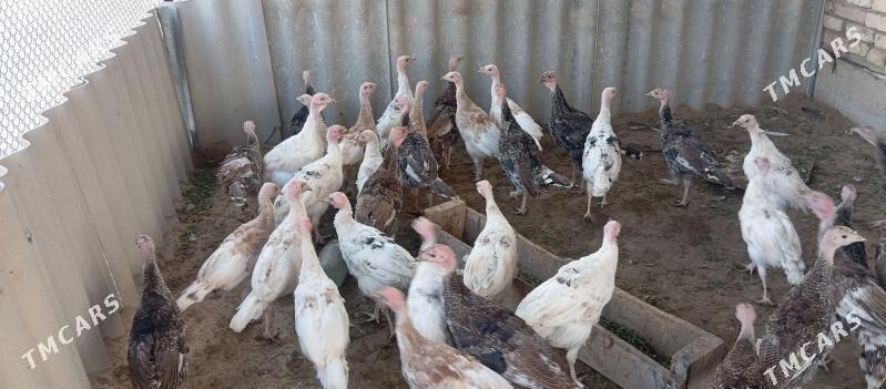 induk - Мургап - img 1