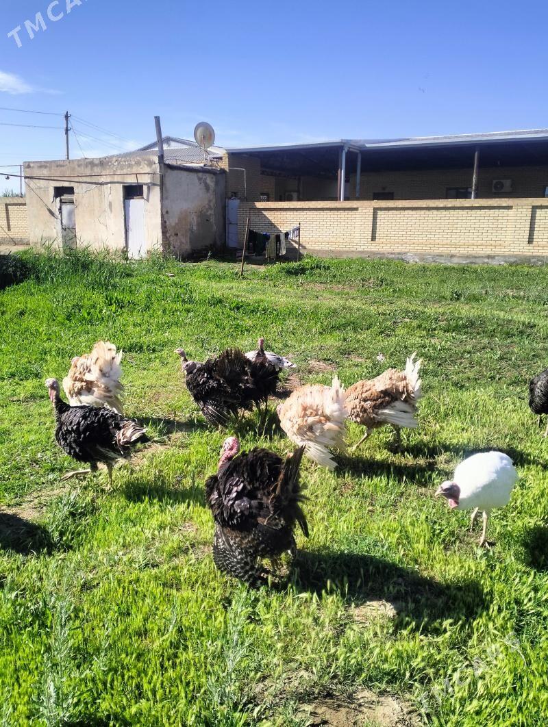 induk - Векильбазар - img 1