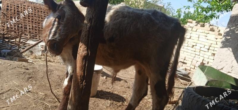 okuz - Çärjew - img 1