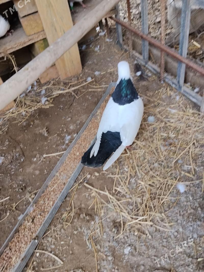 kepder - Чарджоу - img 1