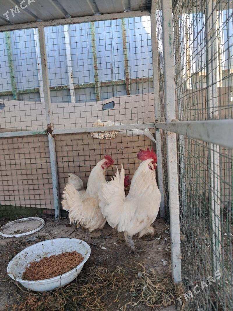 karlik - Ашхабад - img 1