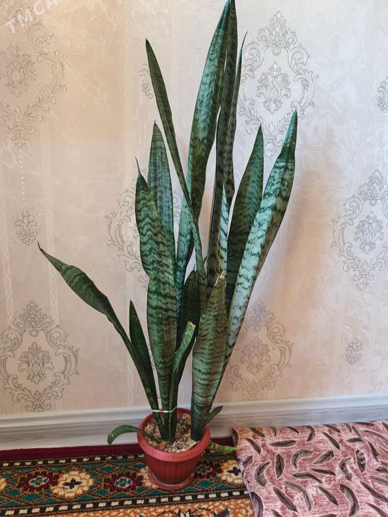 gul - Балканабат - img 1