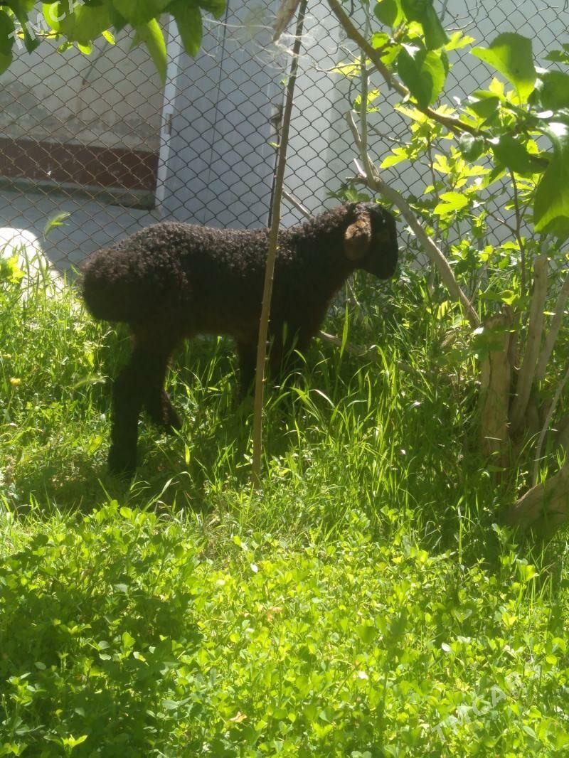 Guzy - Балканабат - img 1