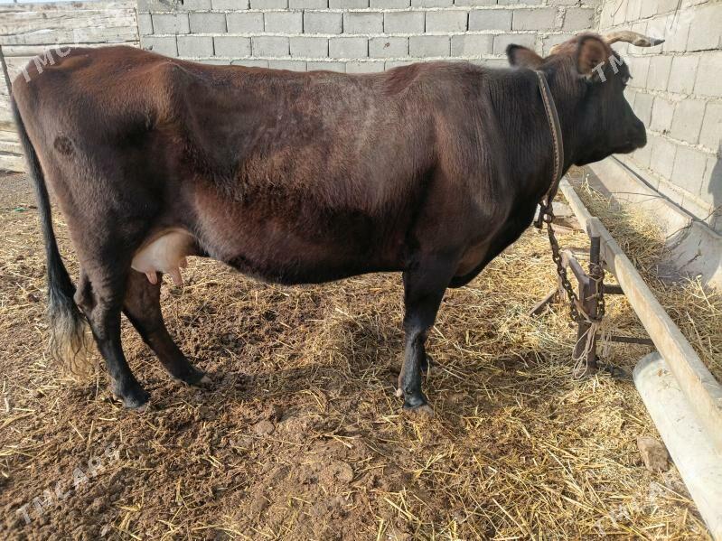 gysyr sygyr - Gyzylarbat - img 1