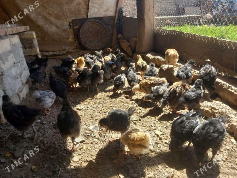 towuk juje we ordek juje - Гороглы (Тагта) - img 1