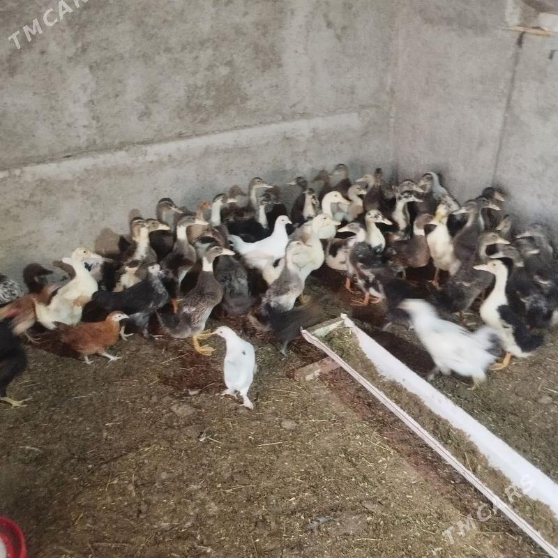 yaşylbaş ördek - Oguz han - img 1