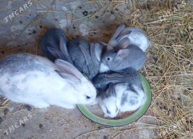 Tovşan - Туркменабат - img 1