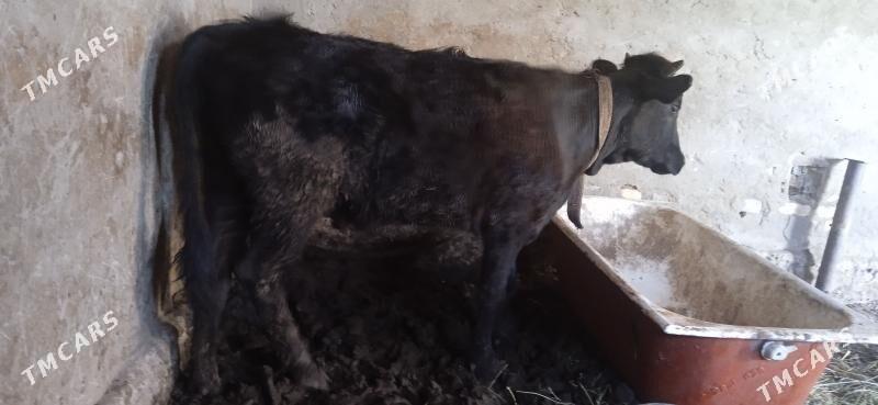 gulajyn - Mary - img 1