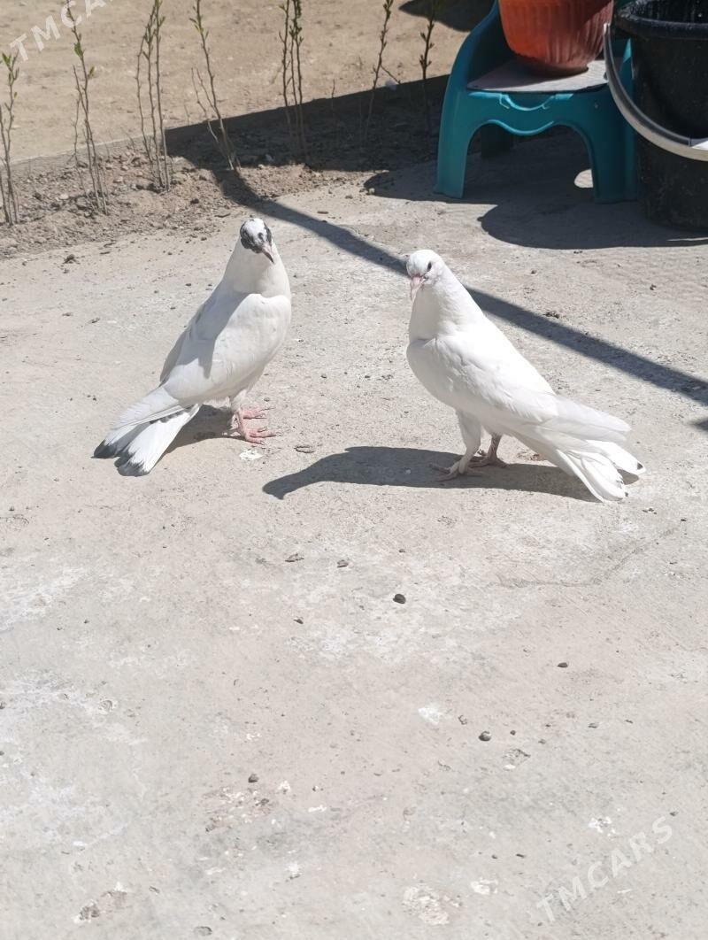 голуби молодые kepter - Türkmenbaşy - img 1