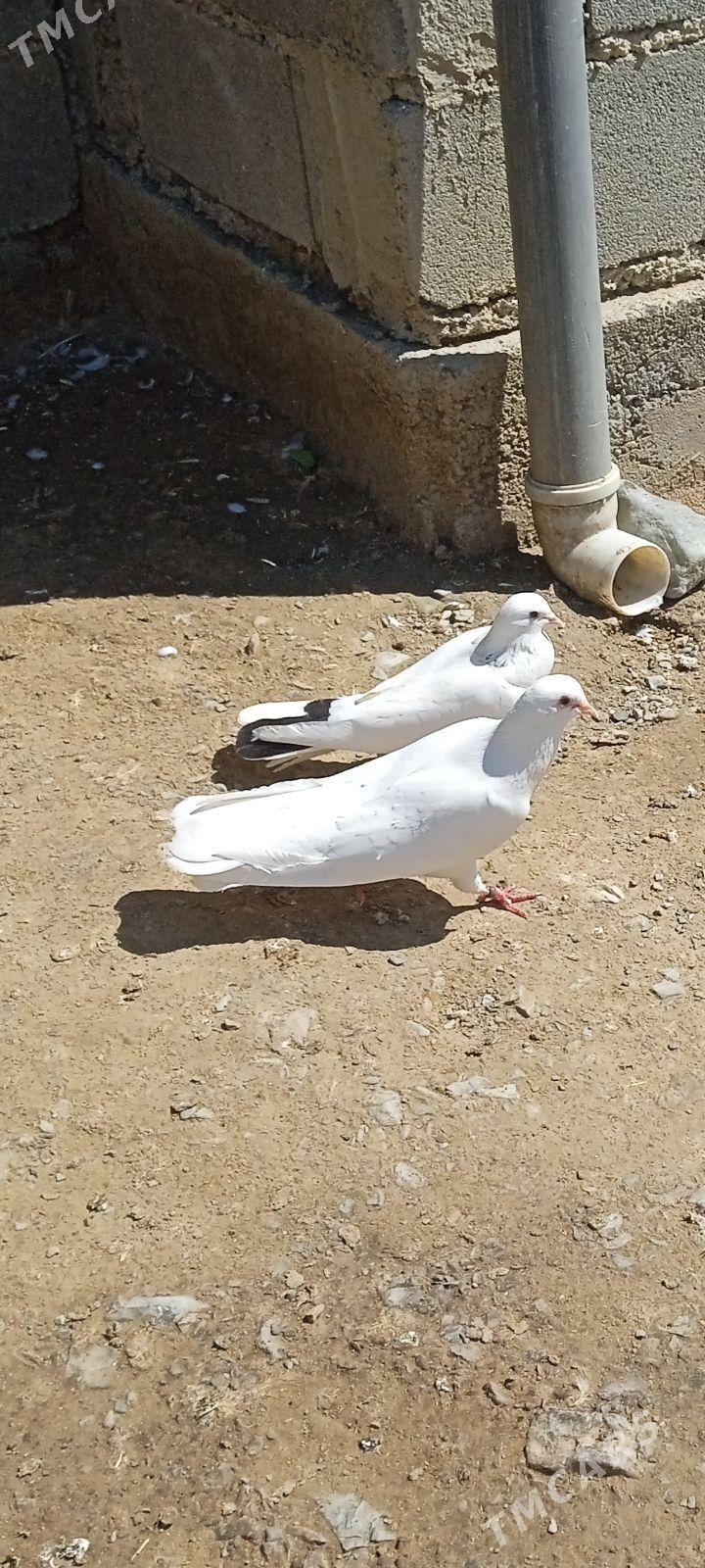 kepderi - Бахарден - img 1