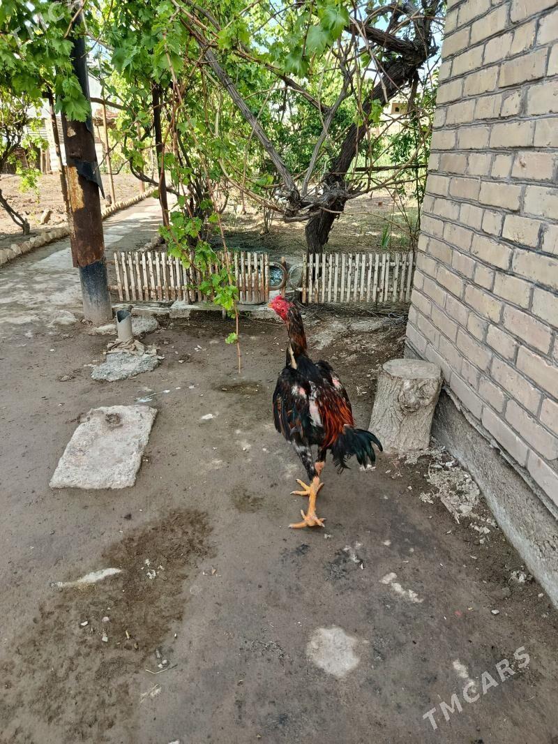 хораз - Türkmenabat - img 1