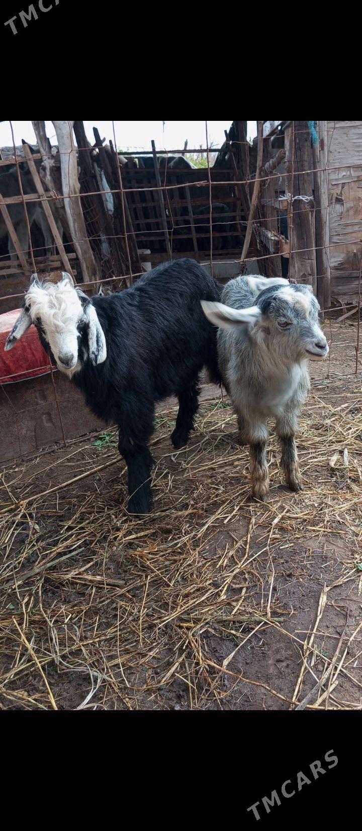 serke owlak - Farap - img 1