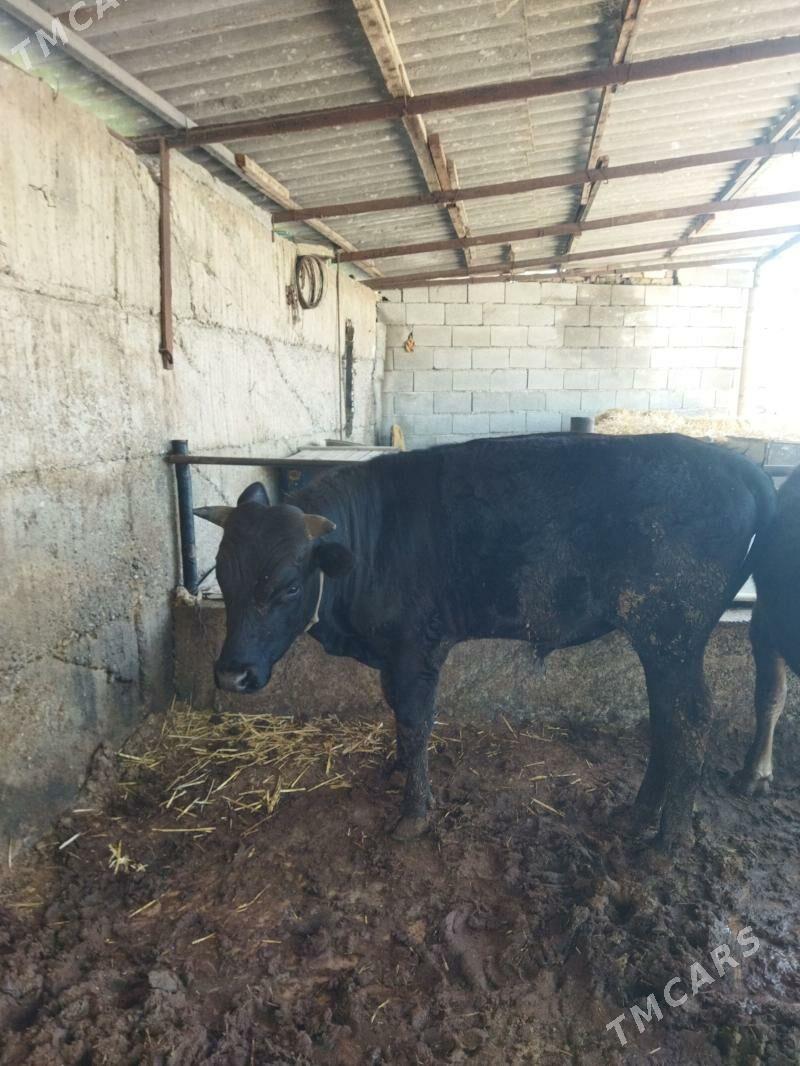 okuz - Бузмеин - img 1