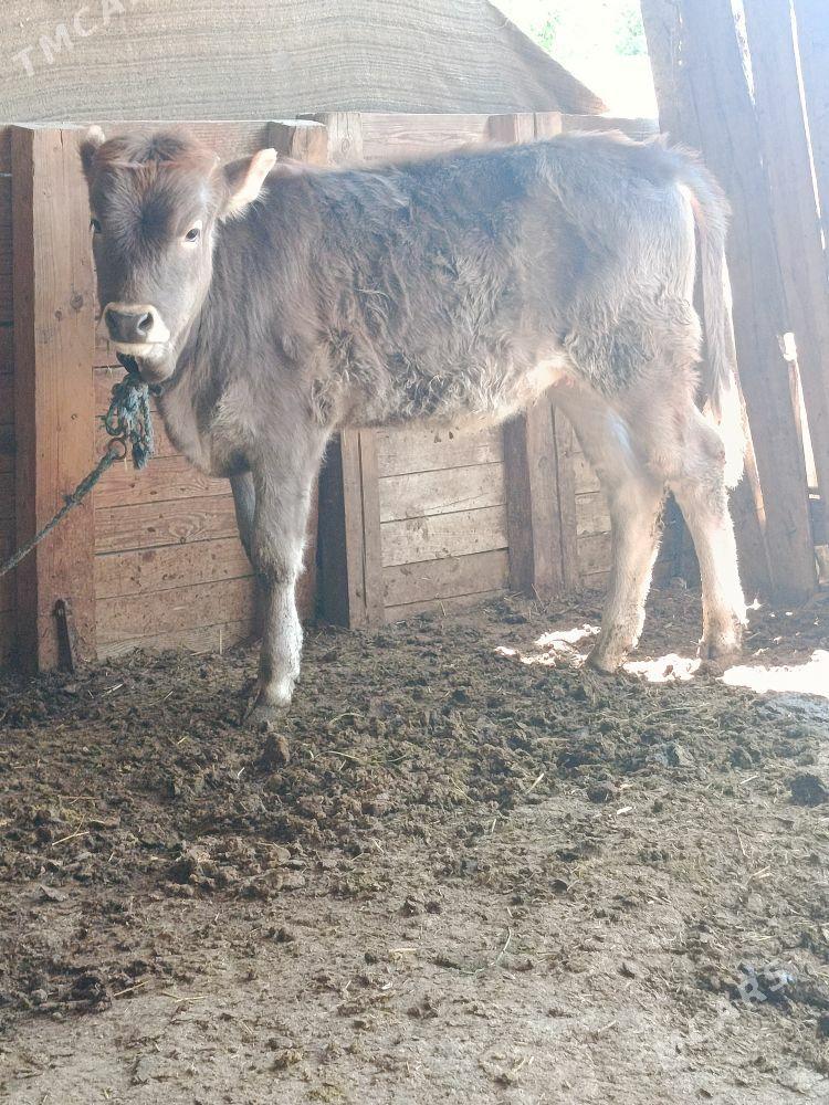 arassa şwes tüwe - Бахарден - img 1