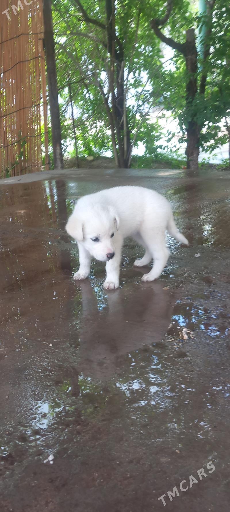 Gùjik - Balkanabat - img 1