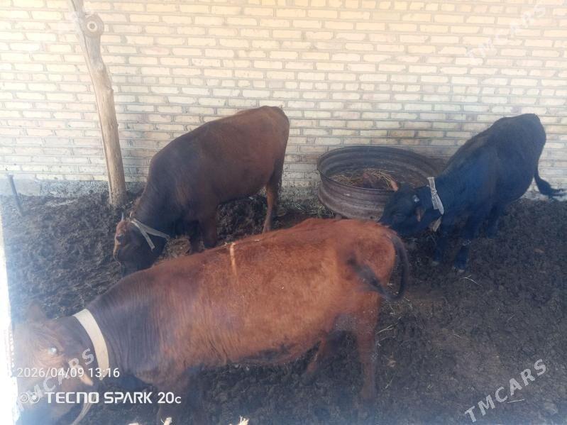 okuzler - Мары - img 1