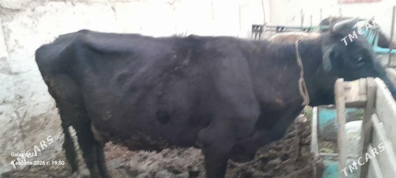 sygyr,bakylan - Бахарден - img 1