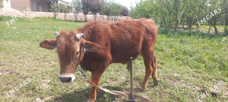 Öküzçe - Sakarçäge - img 1