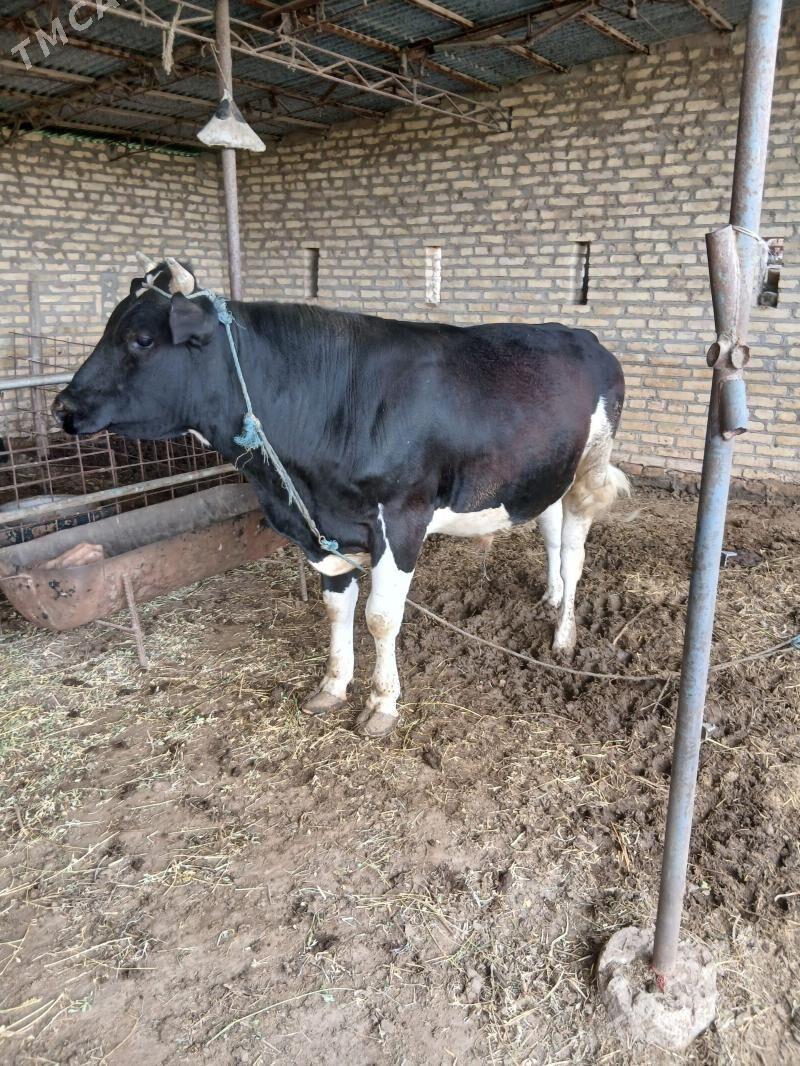 ÇORNY PIÝOSDYR OKUZ. - Халач - img 1