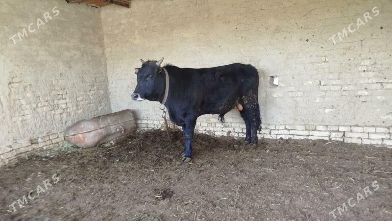 okuz - Wekilbazar - img 1