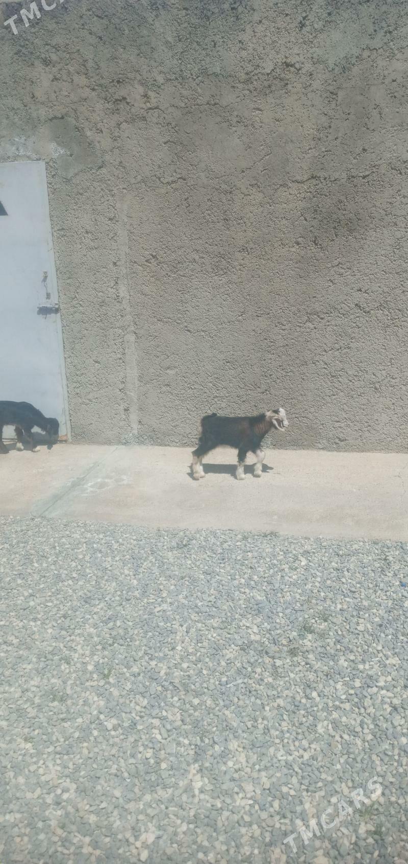 owlak - Гызыларбат - img 1