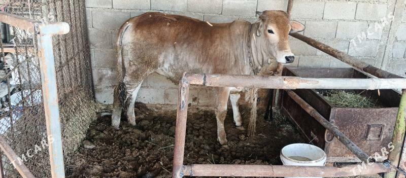 kubun tuwe - Ак-Бугдайский этрап - img 1