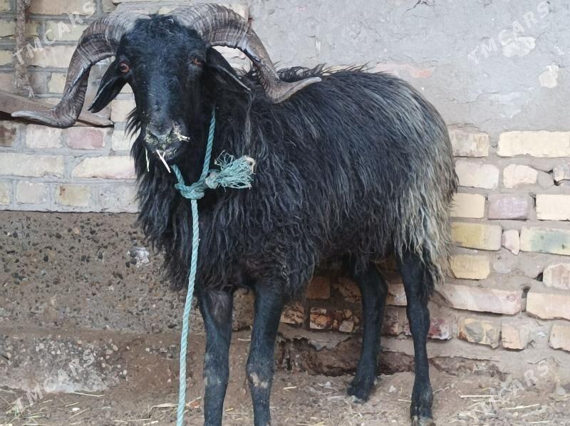 Kockarlar - Dänew - img 1