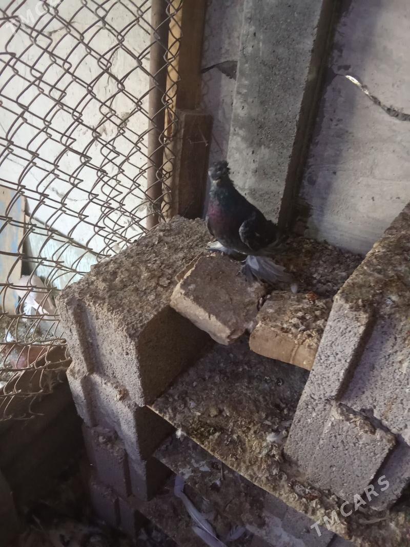 kepder - Mary - img 1