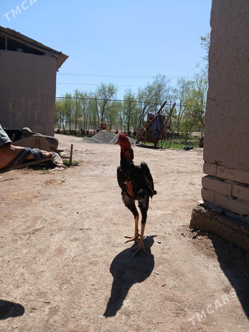 baysow - Гурбансолтан Едже - img 1