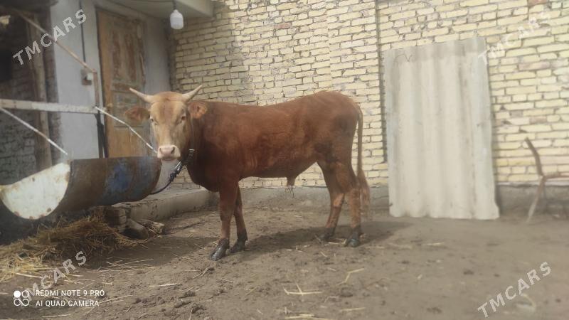 iki ökuz - Туркменабат - img 1