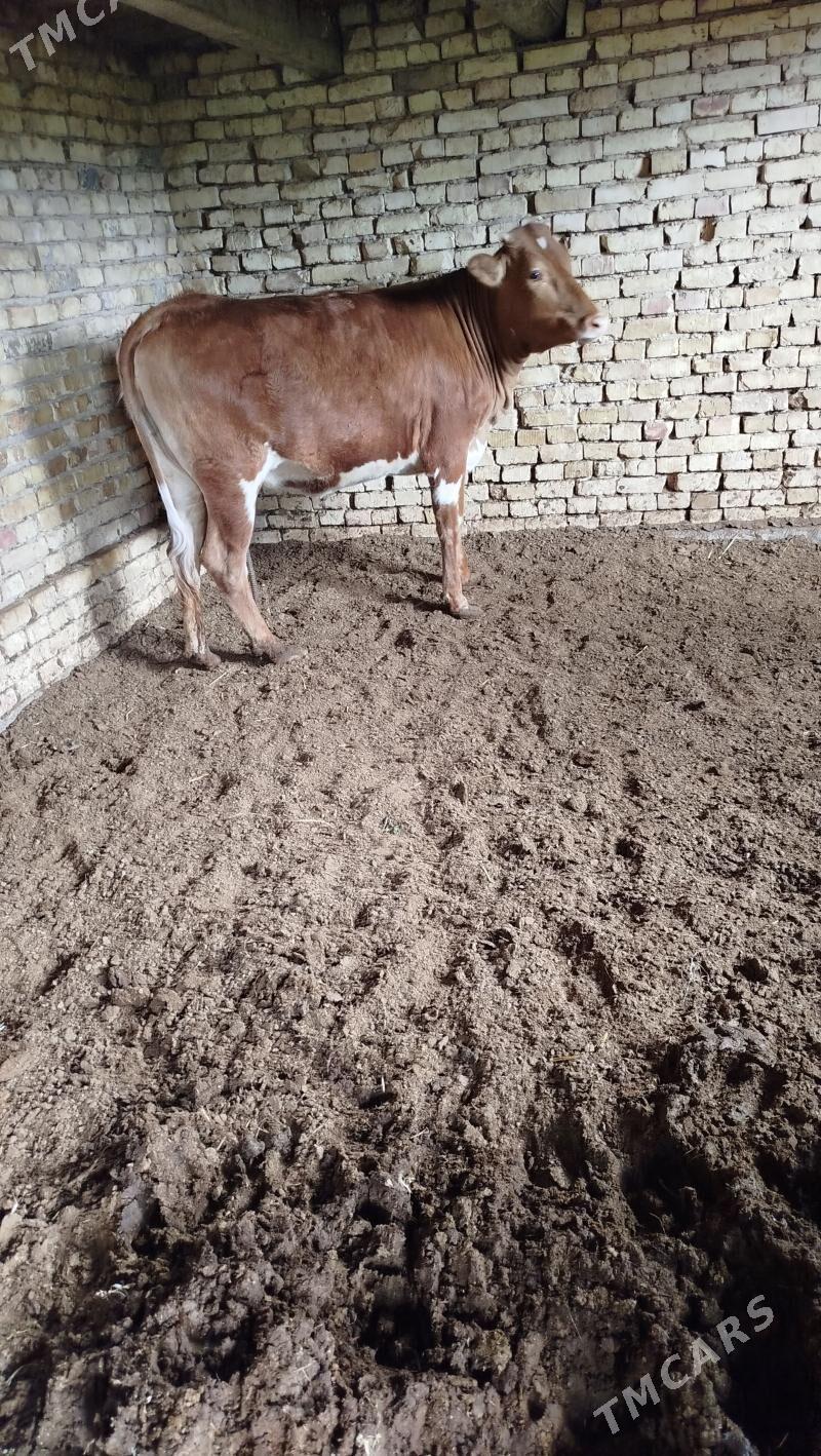 gulajyn - Wekilbazar - img 1