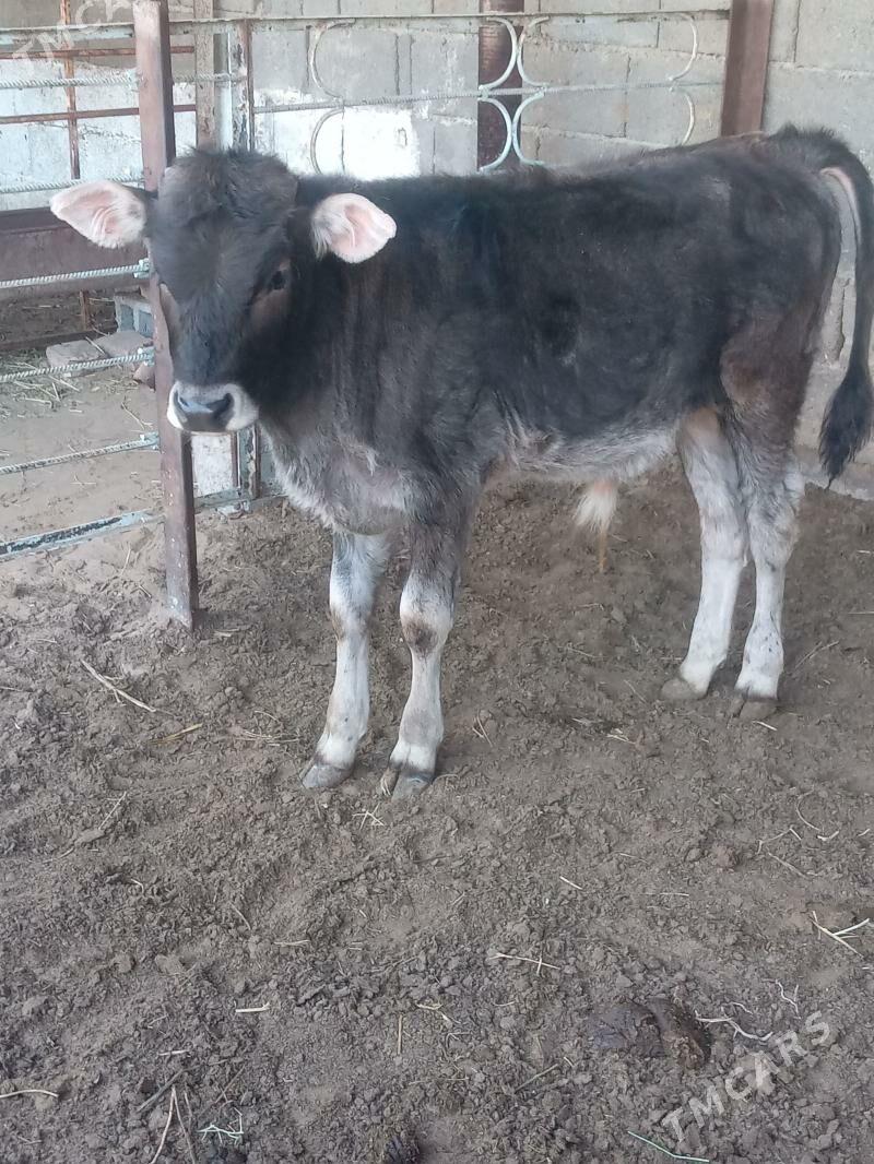 okuz - Büzmeýin - img 1